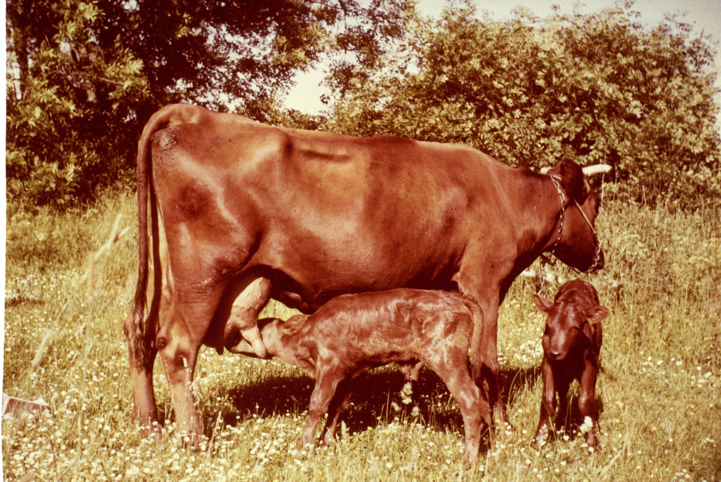 Rød ko med ny fødte tvillinger. Foto Herdis Therkelsen 1956